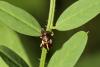 Tychius quinquepunctatus